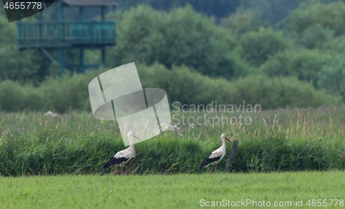 Image of White Stork in meadow and bird watching tower