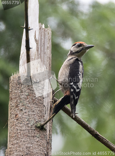 Image of Great spotted woodpecker (Dendrocopos major) male