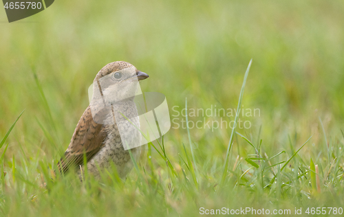 Image of  Red-backed Shrike (Lanius collurio) female