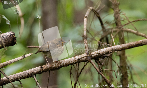 Image of Eurasian Wren (Troglodytes troglodytes) close up