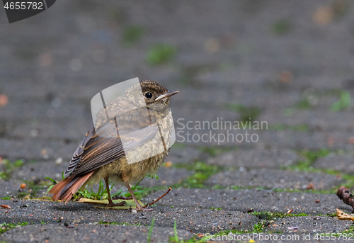 Image of Juvenile Common redstart (Phoenicurus phoenicurus) portrait