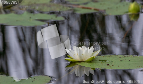 Image of Single flowering water lily