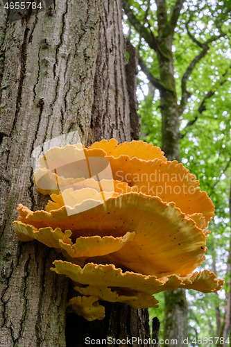 Image of Old giant Sulphur Shelf