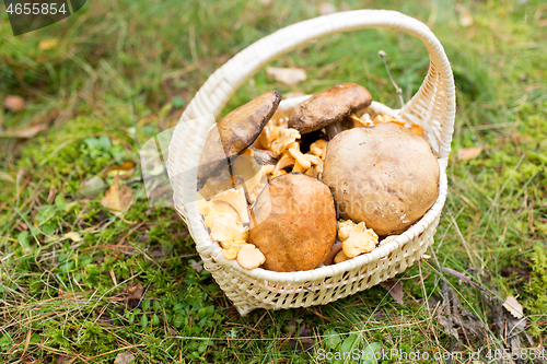 Image of basket of mushrooms in autumn forest