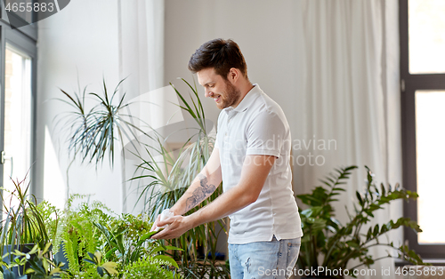 Image of man cleaning houseplant\'s leaves at home