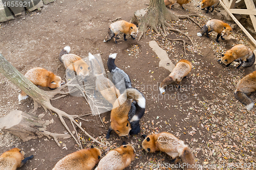 Image of All Fox eating together