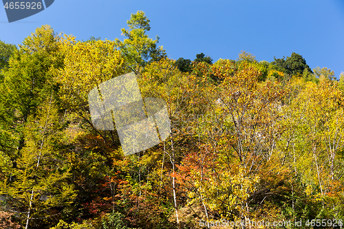 Image of Autumn forest