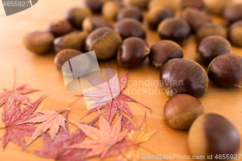 Image of Autumn maple leaves and chestnut