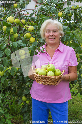Image of Happy woman collecting apples in the garden