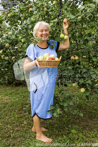 Image of Mature Summer Resident in the garden with apples