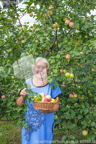 Image of Mature laughing woman in the garden with apples