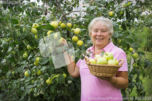 Image of Elderly woman collecting apples in the garden