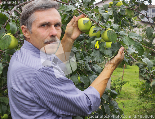 Image of Elderly man in the orchard at the August