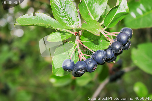 Image of Fruits of Aronia