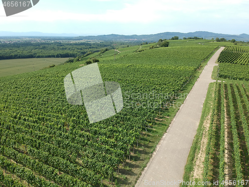 Image of aerial view of a vineyard in Breisgau, Germany