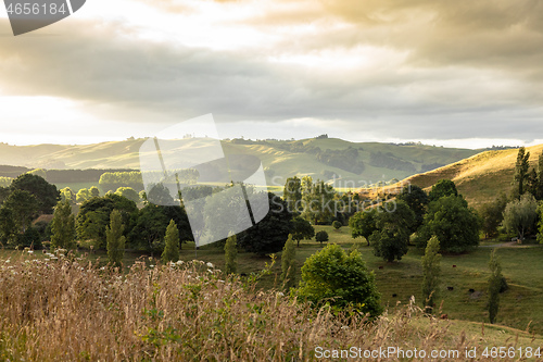 Image of typical rural landscape in New Zealand