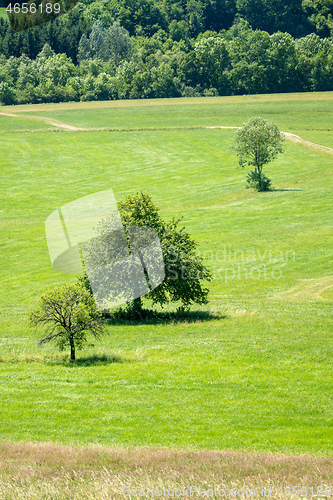 Image of green summer meadow with trees