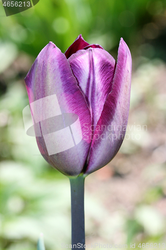 Image of Lila Tulpe   purple  tulip   (Tulipa) 