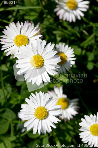 Image of Several flowering daisies (Bellis perennis)	Mehrere blühende Gänseblümchen (Bellis perennis)  