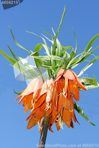 Image of Kaiserkrone  Imperial Crown  (Fritillaria imperialis) 