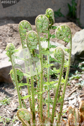 Image of A ferns (pteridophyta) at the first sprouting in spring 	Ein Farn (Pteridophyta) beim ersten Austreiben im Frühling 