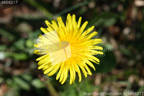 Image of Löwenzahnblüte dandelion  ( taraxacum sect ruderalia) 