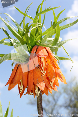 Image of Kaiserkrone  Imperial Crown  (Fritillaria imperialis) 