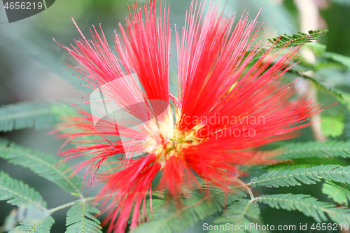 Image of  Seidenakazie  silk acacia  (Albizia julibrissin) 