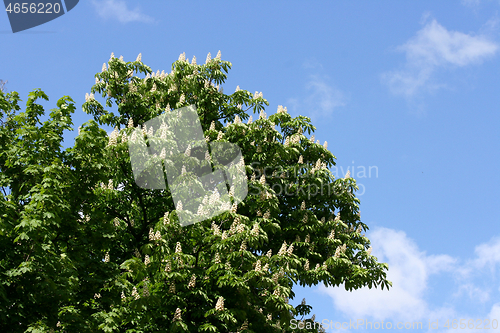 Image of Rosskastanie  Horse chestnut  (Aesculus) 