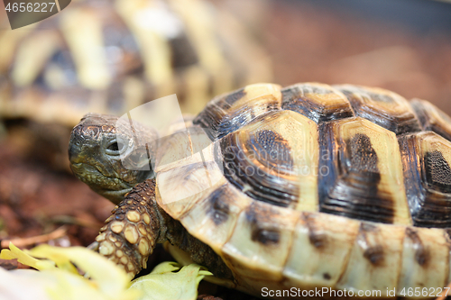 Image of Hermann&#39;s tortoise  (Testudo hermanni boettgeri)  