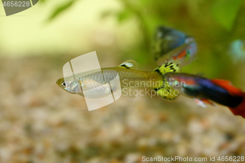 Image of Guppy   (Poecilia reticulata) 