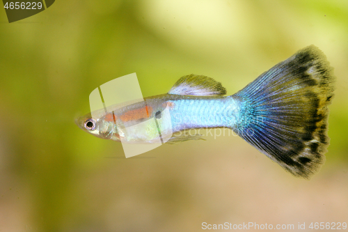 Image of Guppy   (Poecilia reticulata)