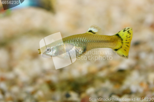 Image of Guppy   (Poecilia reticulata) 