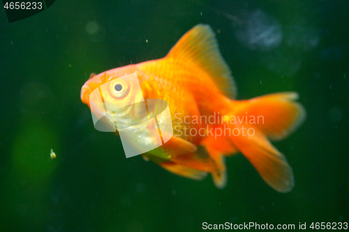 Image of Goldfish    (Cyprinidae) 