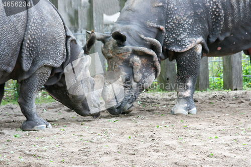 Image of White Rhino  (Ceratotherium simum)  