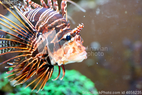 Image of Antenna fire fish   (Pterois antennata) 