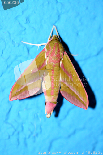 Image of Butterfly  (Deilephila porcellus)  