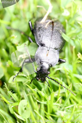 Image of Ground beetles   (Carabidae)  