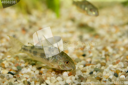 Image of Marbled catfish  (Corydoras paleatus) 