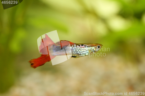 Image of Guppy   (Poecilia reticulata)