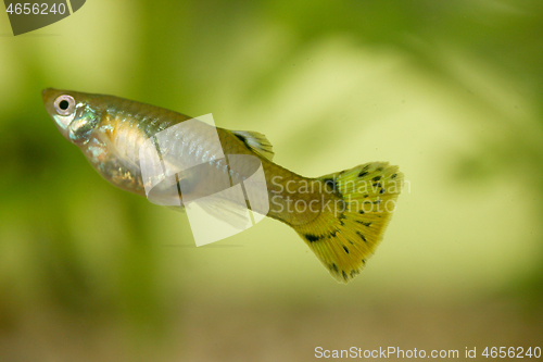 Image of Guppy   (Poecilia reticulata) 