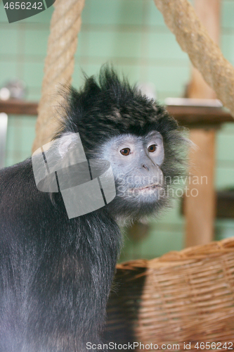 Image of Haubenlanguren Lutung  (Trachypithecus) 