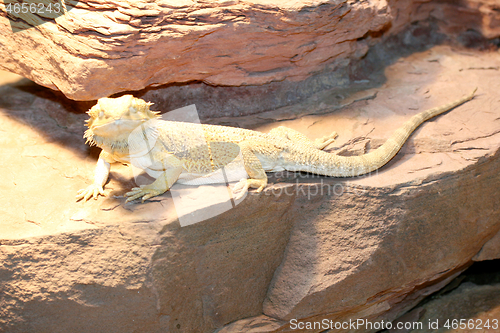 Image of dragons  (Pogona vitticeps) 