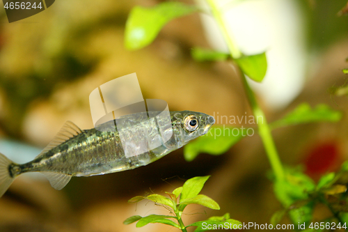 Image of Three-spined stickleback  (Gasterosteus aculeatus) 