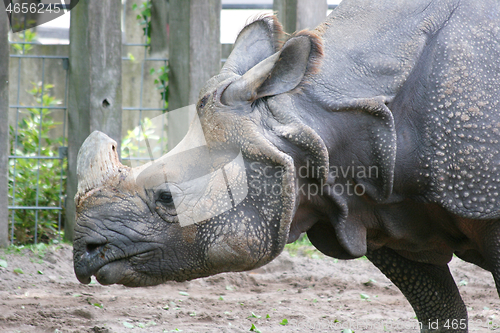 Image of White Rhino  (Ceratotherium simum)  