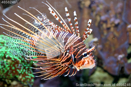 Image of Antenna fire fish   (Pterois antennata) 