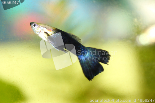 Image of Guppy   (Poecilia reticulata) 