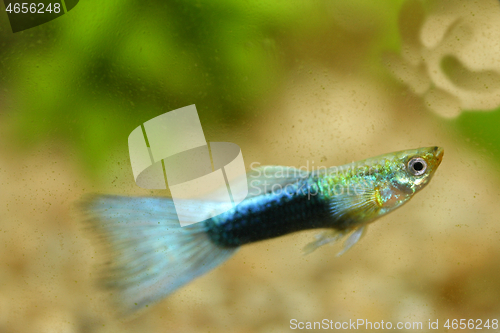 Image of Guppy   (Poecilia reticulata) 