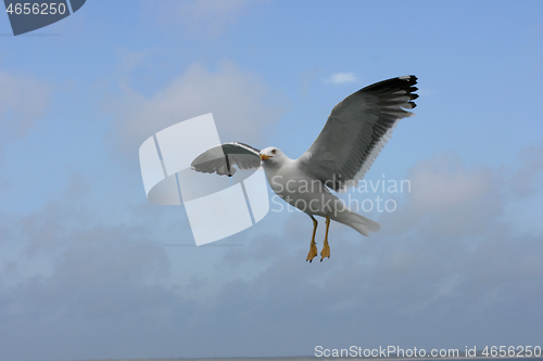 Image of flying gull  (Larus argentatus) 