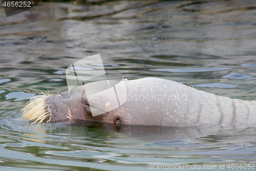 Image of walrus  (Odobenus rosmarus) 